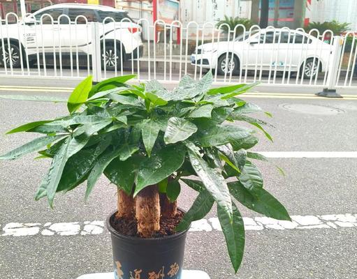 树情花的花语是什么？树情花象征着什么？