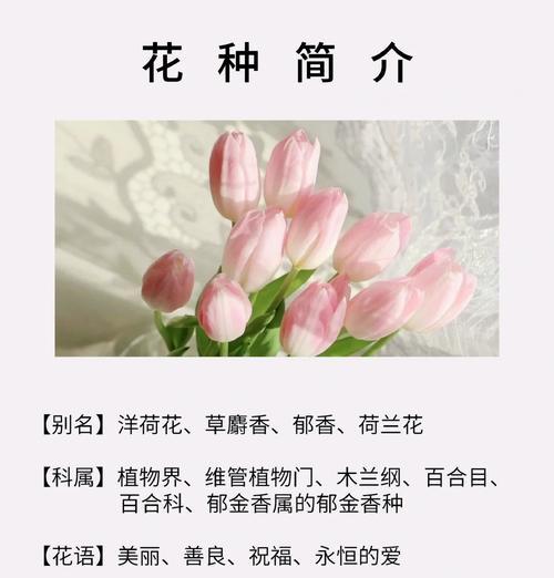 粉荷兰花语有何含义？粉荷兰代表了哪些情感？
