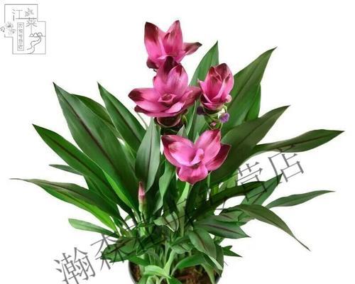 姜荷花语是什么意思？姜荷象征着什么？