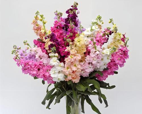 照波花语是什么意思？照波象征着哪些情感？