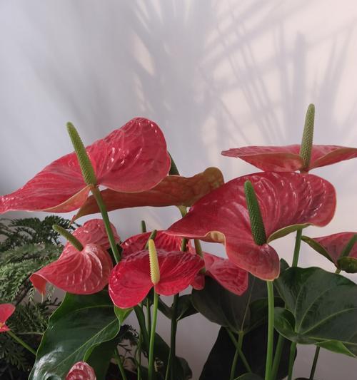 红掌心花语代表什么？红掌心象征着什么？