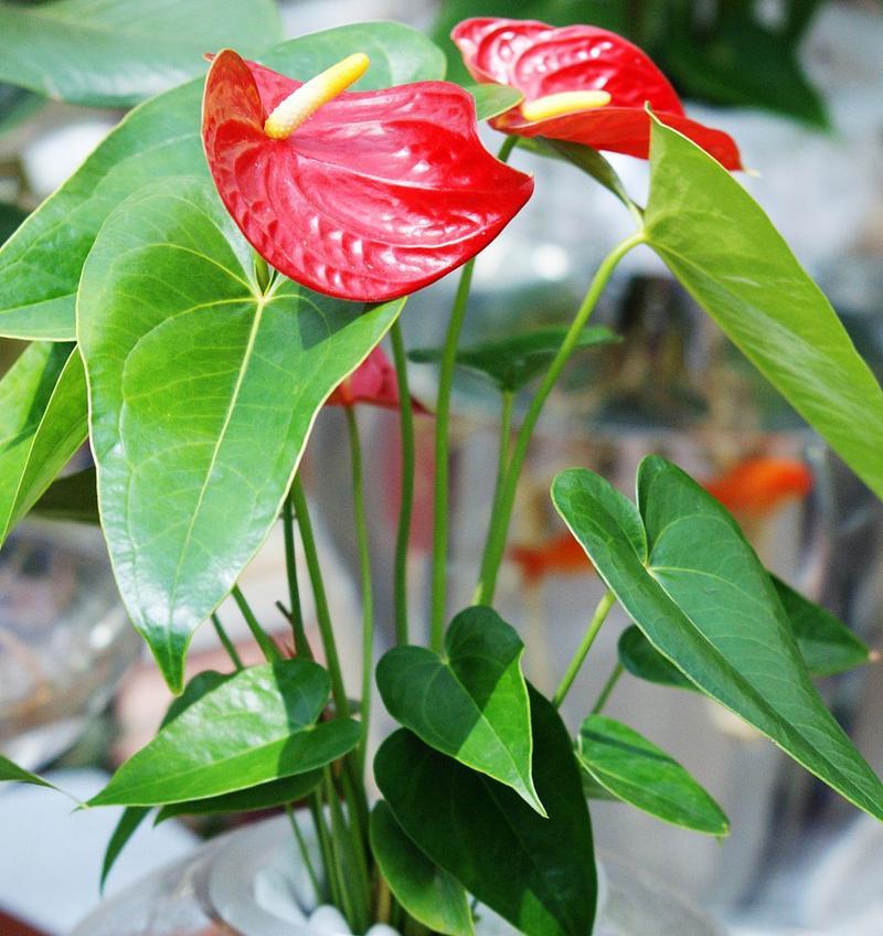 红掌心花语代表什么？红掌心象征着什么？