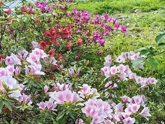 毛良莨花语有何含义？毛良莨代表了哪些情感？