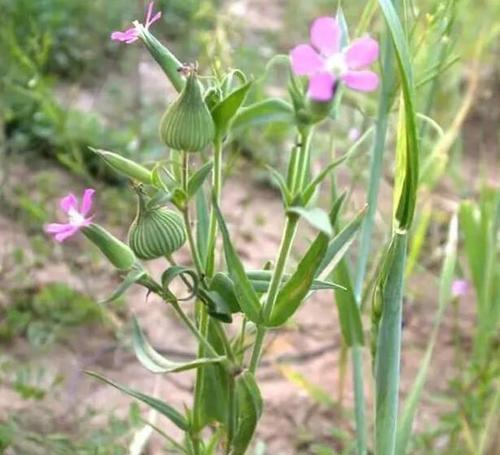 华花郎花语是什么意思？华花郎代表了哪些意义？