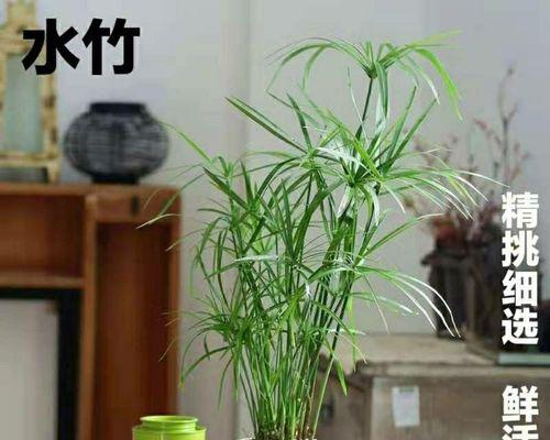 龟水竹花语有何含义？龟水竹代表了哪些情感？