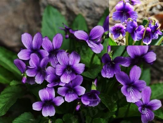 堇花兰花语代表什么？堇花兰象征着什么？