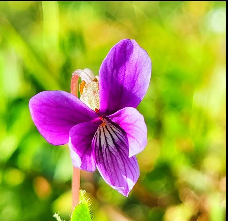 堇花兰花语代表什么？堇花兰象征着什么？