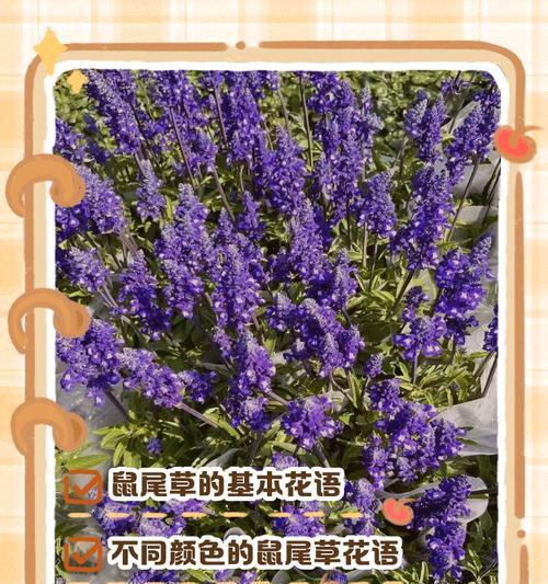 紫尾草花语代表什么？紫尾草的象征意义是什么？