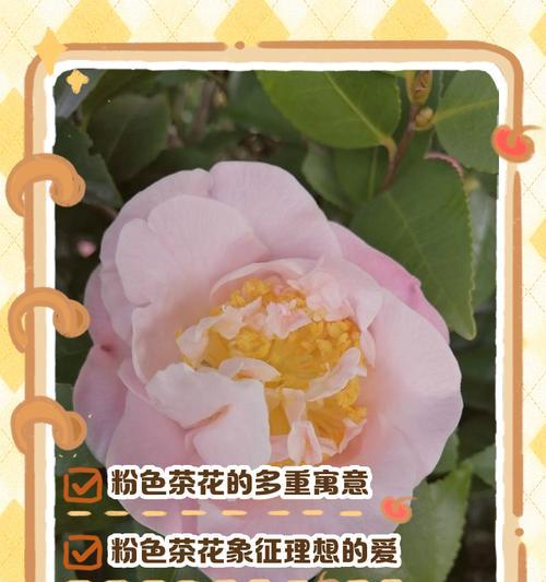 有意思花语有哪些？有意思的花语背后含义是什么？