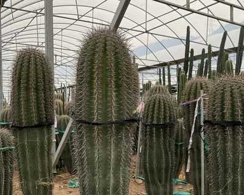 武伦柱花语是什么意思？武伦柱的花语有何特别之处？