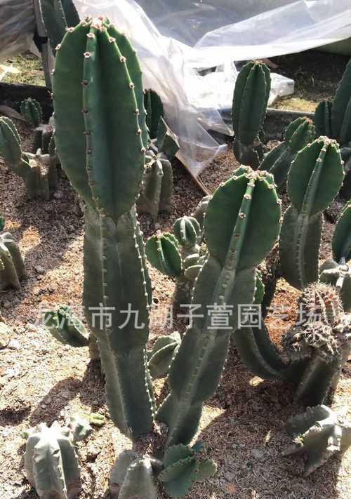 武伦柱花语是什么意思？武伦柱的花语有何特别之处？