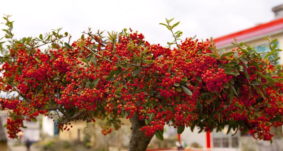 火棘花花语有哪些？火棘花的寓意是什么？