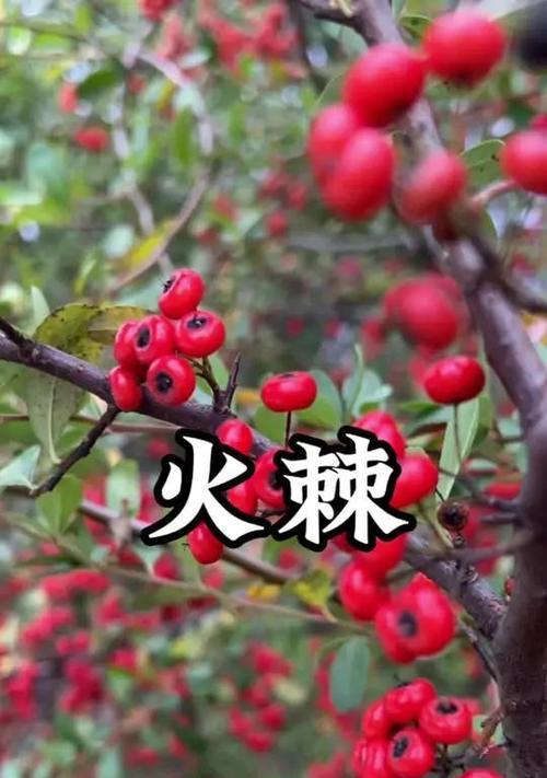 火棘花花语有哪些？火棘花的寓意是什么？
