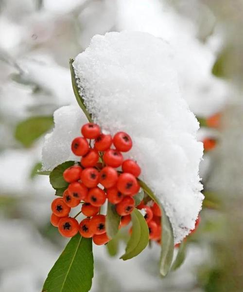 火棘花花语有哪些？火棘花的寓意是什么？