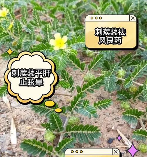 蓝刺的花语是什么？蓝刺的寓意象征有哪些？