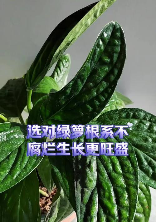 绿箩竹花语代表什么？绿箩竹的花语有何深意？