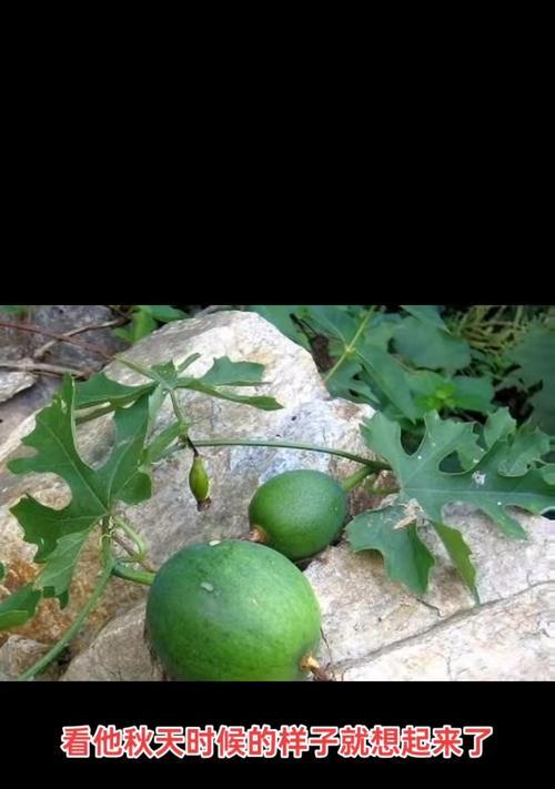栝楼花花语有哪些？栝楼花的寓意是什么？