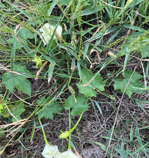 栝楼花花语有哪些？栝楼花的寓意是什么？