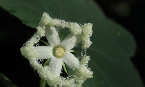 栝楼花花语有哪些？栝楼花的寓意是什么？