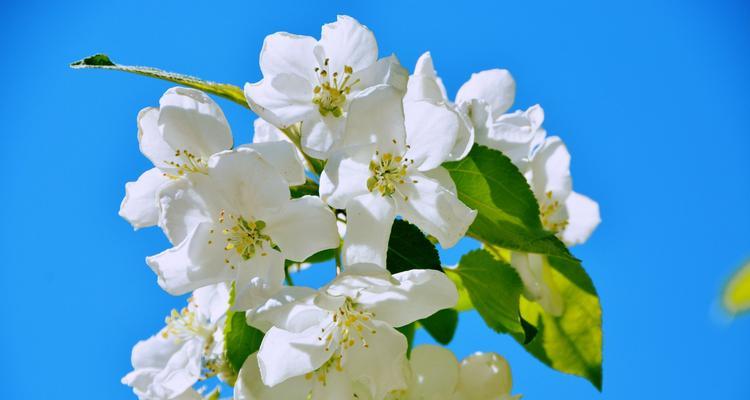山荆子花语有哪些？山荆子的寓意是什么？