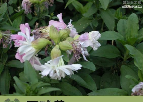 石碱花花语是什么意思？石碱花的寓意象征有哪些？