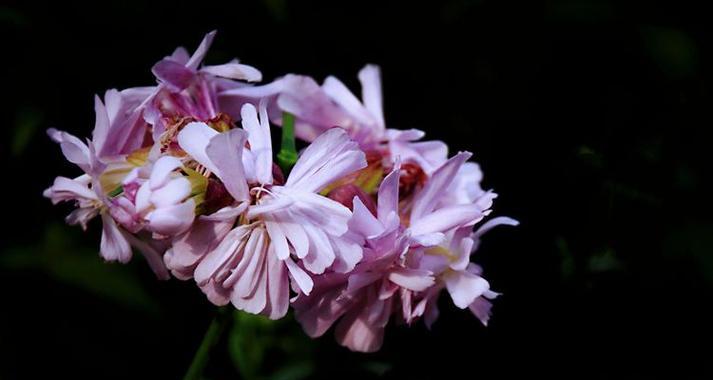 石碱花花语是什么意思？石碱花的寓意象征有哪些？