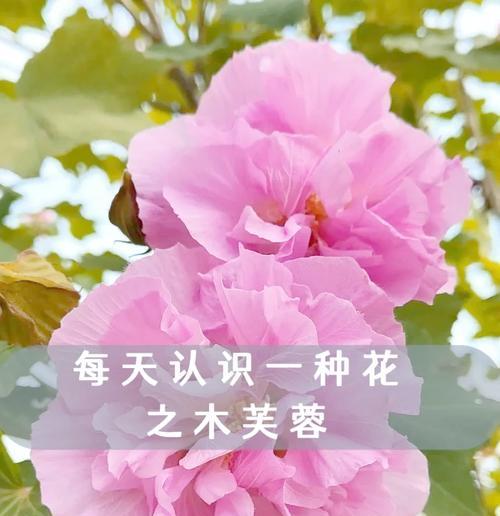 木芙容花语代表什么？木芙容的寓意有哪些？