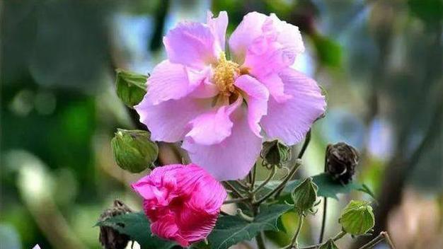 木芙容花语代表什么？木芙容的寓意有哪些？