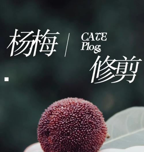 杨梅花花语有哪些？杨梅花的寓意是什么？
