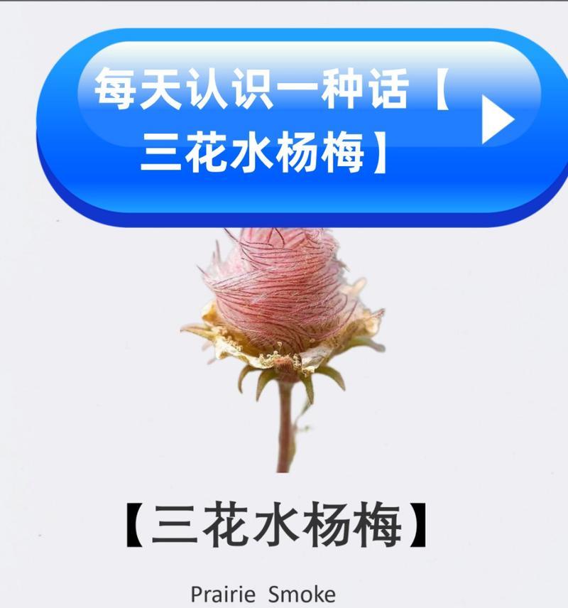 杨梅花花语有哪些？杨梅花的寓意是什么？
