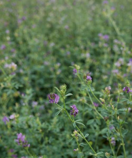 牧单花花语是什么意思？牧单花的寓意象征有哪些？
