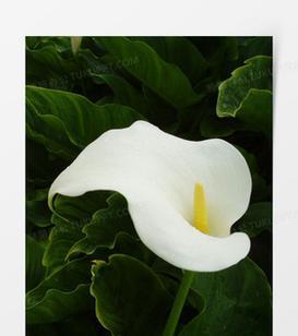 牧单花花语是什么意思？牧单花的寓意象征有哪些？
