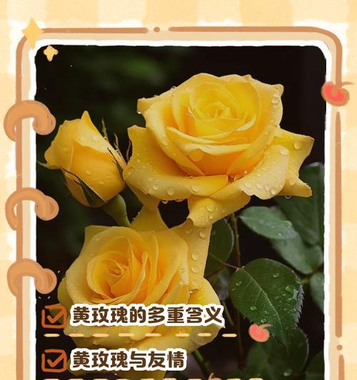 玫瑰的花语是什么？如何表达爱意？