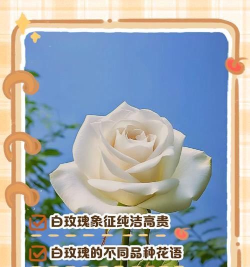 玫瑰花语手链的意义？如何选择合适的玫瑰花语手链？