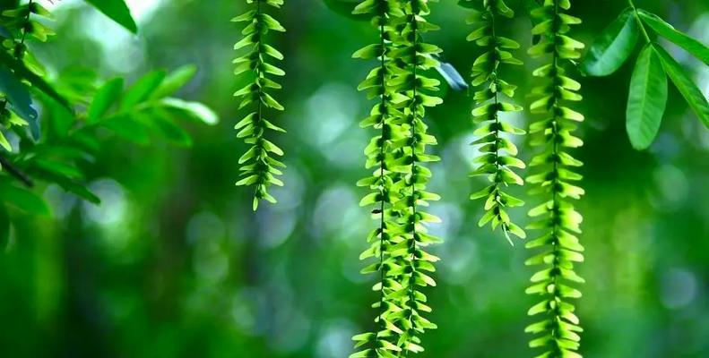 枫杨的花语象征着什么？枫杨树的种植技巧有哪些？