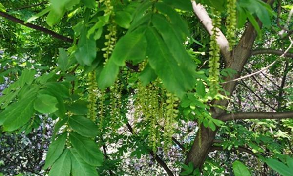 枫杨的花语象征着什么？枫杨树的种植技巧有哪些？