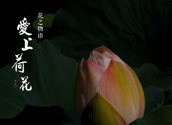 小荷花花语是什么？如何在家中种植小荷花？