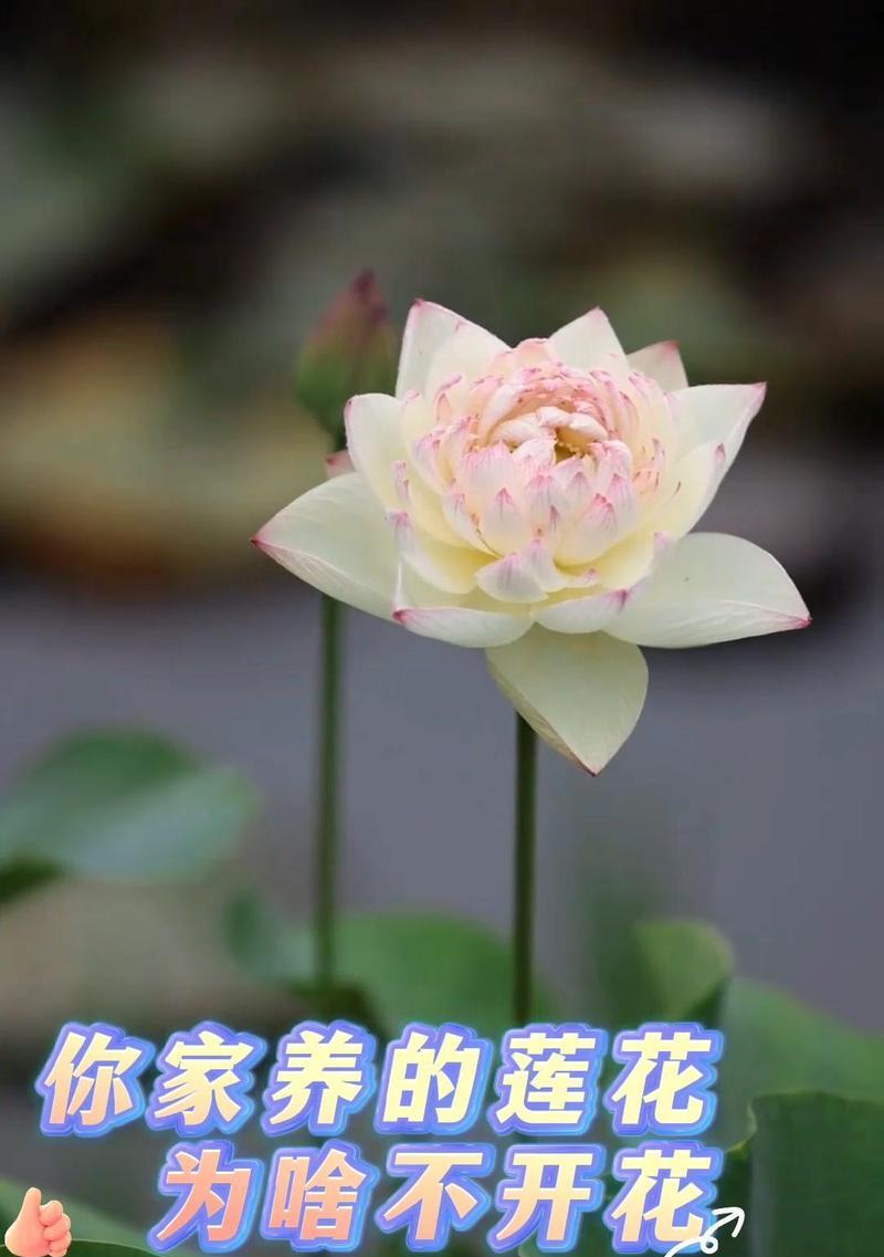 小荷花花语是什么？如何在家中种植小荷花？