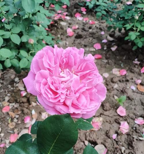 藤牡丹花语代表什么？藤牡丹的繁殖和护理方法是什么？