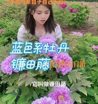 藤牡丹花语代表什么？藤牡丹的繁殖和护理方法是什么？