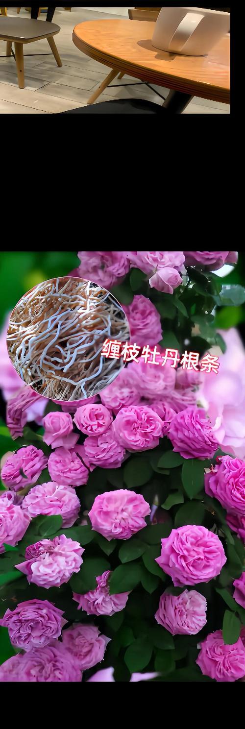 藤牡丹花语代表什么？藤牡丹的繁殖和护理方法是什么？