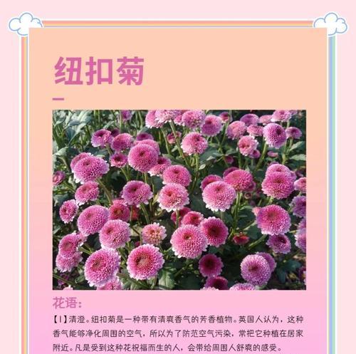 幌菊的花语是什么意思？幌菊的栽培技巧有哪些？