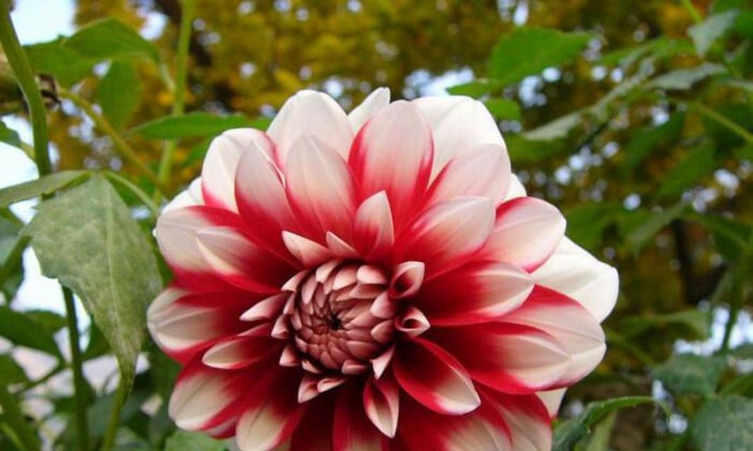 补血花花语有哪些寓意？补血花的药用价值是什么？