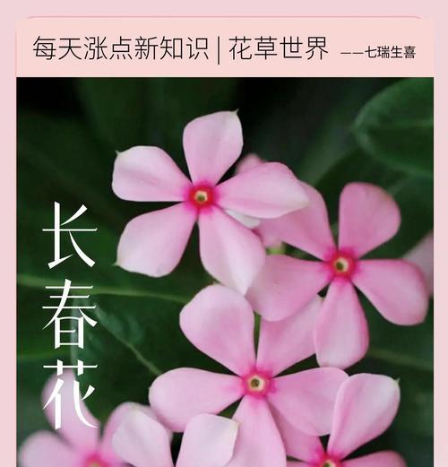 补血花花语有哪些寓意？补血花的药用价值是什么？