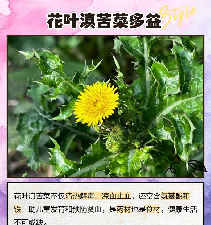 补血花花语有哪些寓意？补血花的药用价值是什么？