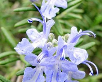 咽脂花花语是什么意思？咽脂花的观赏价值和种植要点是什么？