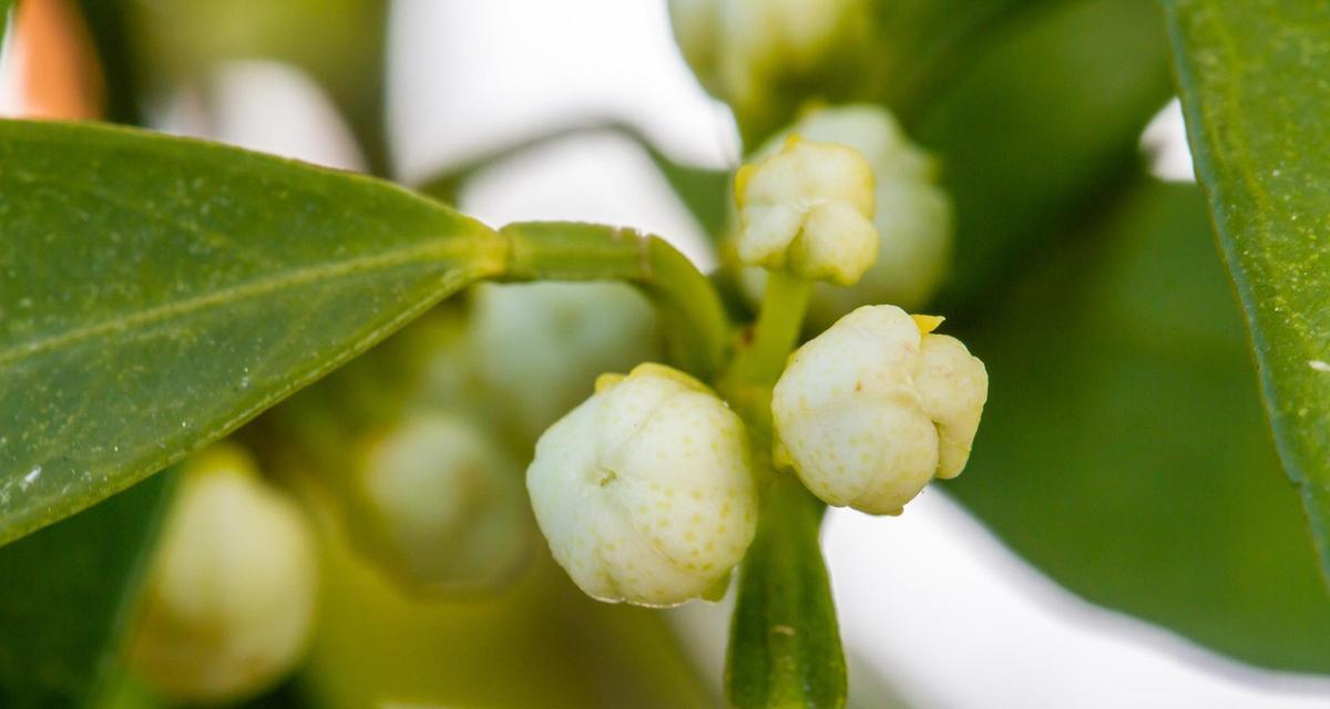 咽脂花花语是什么意思？咽脂花的观赏价值和种植要点是什么？