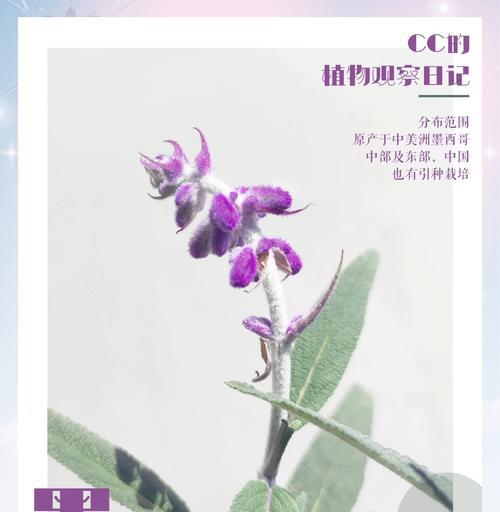 叶尾花花语代表什么？叶尾花的生长条件和护理技巧是什么？