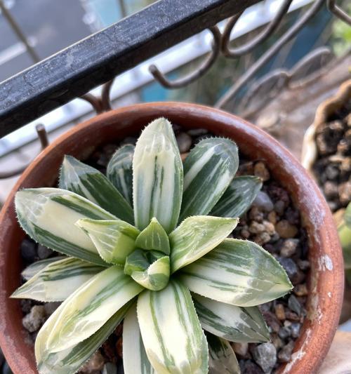 樱水晶花语有哪些特点？樱水晶的养殖和繁殖方法是什么？