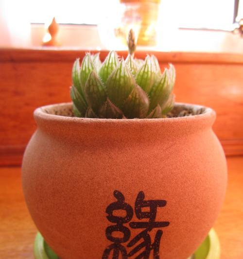樱水晶花语有哪些特点？樱水晶的养殖和繁殖方法是什么？